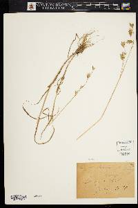 Bromus secalinus image