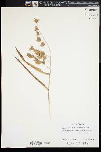 Chasmanthium latifolium image