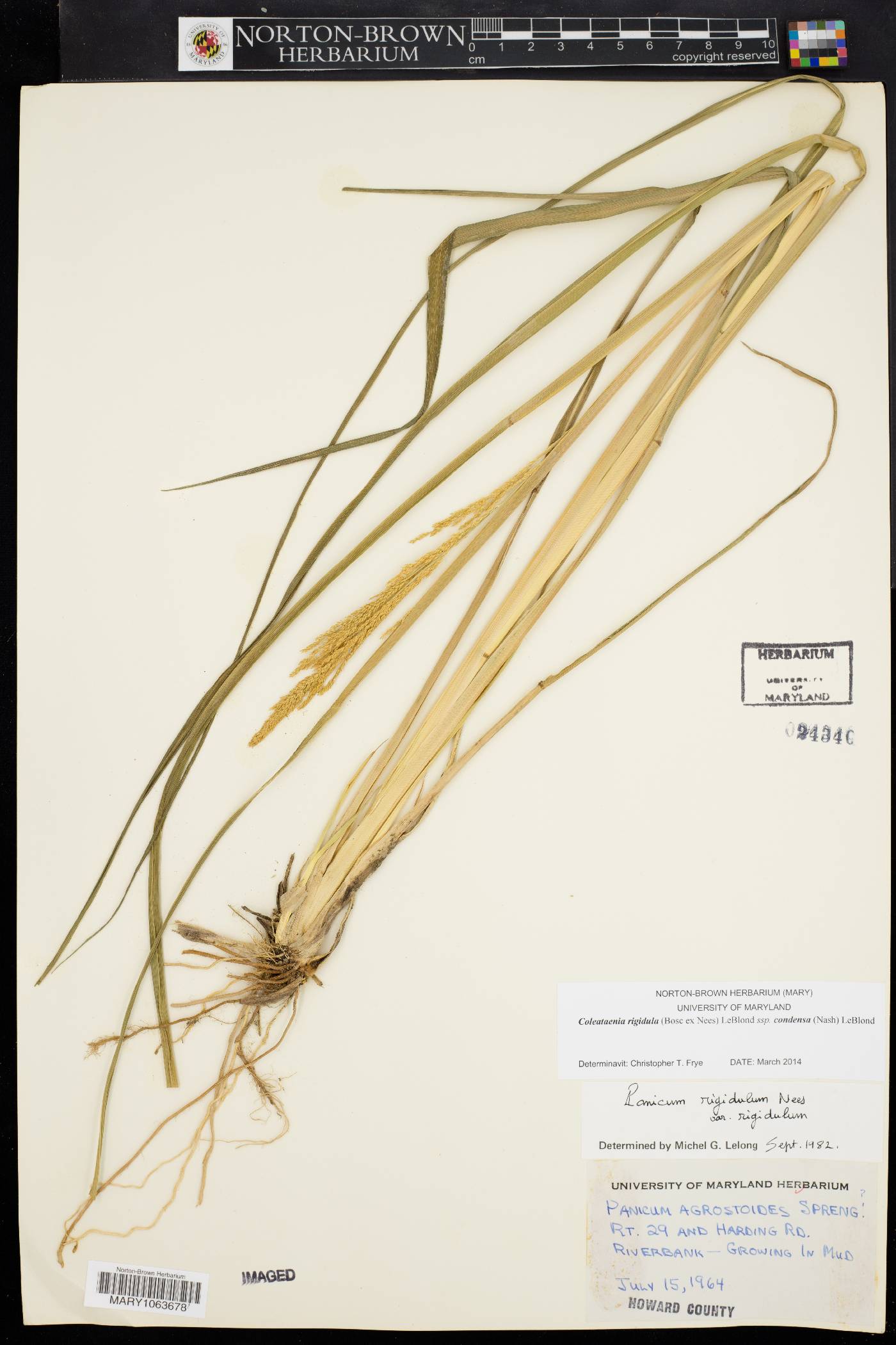 Coleataenia rigidula subsp. condensa image