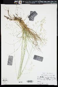 Image of Deschampsia flexuosa