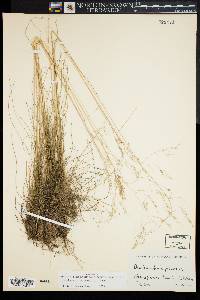 Deschampsia flexuosa image