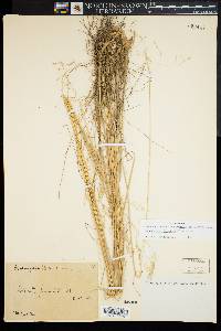 Deschampsia flexuosa image