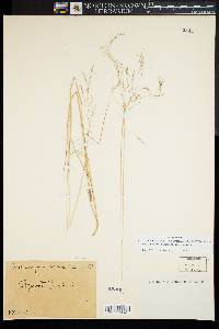 Deschampsia flexuosa image