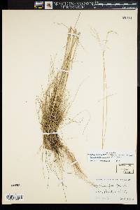 Deschampsia flexuosa image