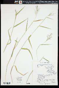 Dichanthelium acuminatum subsp. implicatum image