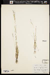 Digitaria filiformis image