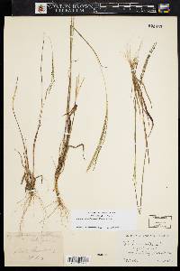 Digitaria filiformis image