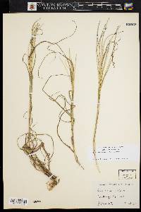 Digitaria filiformis image