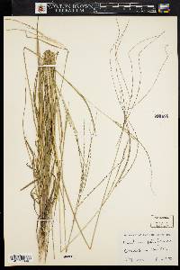 Digitaria filiformis image