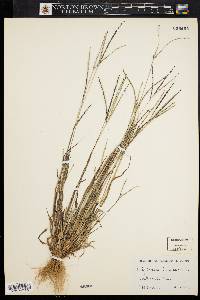 Digitaria ischaemum image