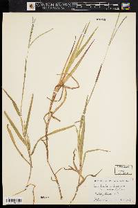 Digitaria ischaemum image