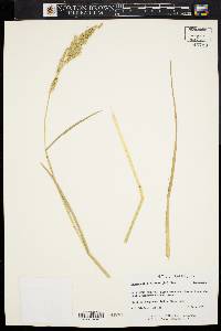 Echinochloa colona image