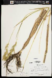 Echinochloa walteri image