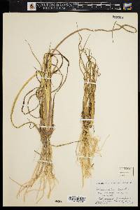 Echinochloa walteri image