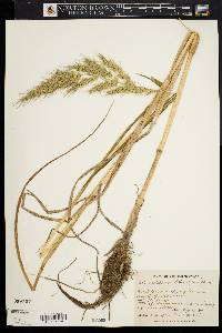 Echinochloa walteri image