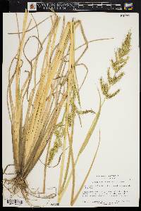 Echinochloa walteri image