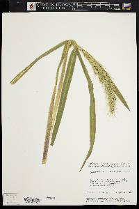 Echinochloa walteri image