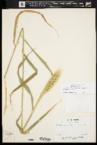 Image of Elymus glabriflorus