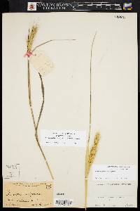 Elymus glabriflorus image