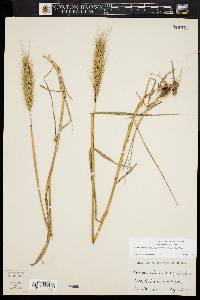 Elymus glabriflorus image