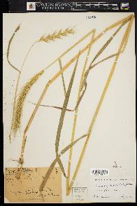 Elymus glabriflorus image