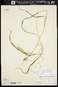 Elymus glabriflorus image