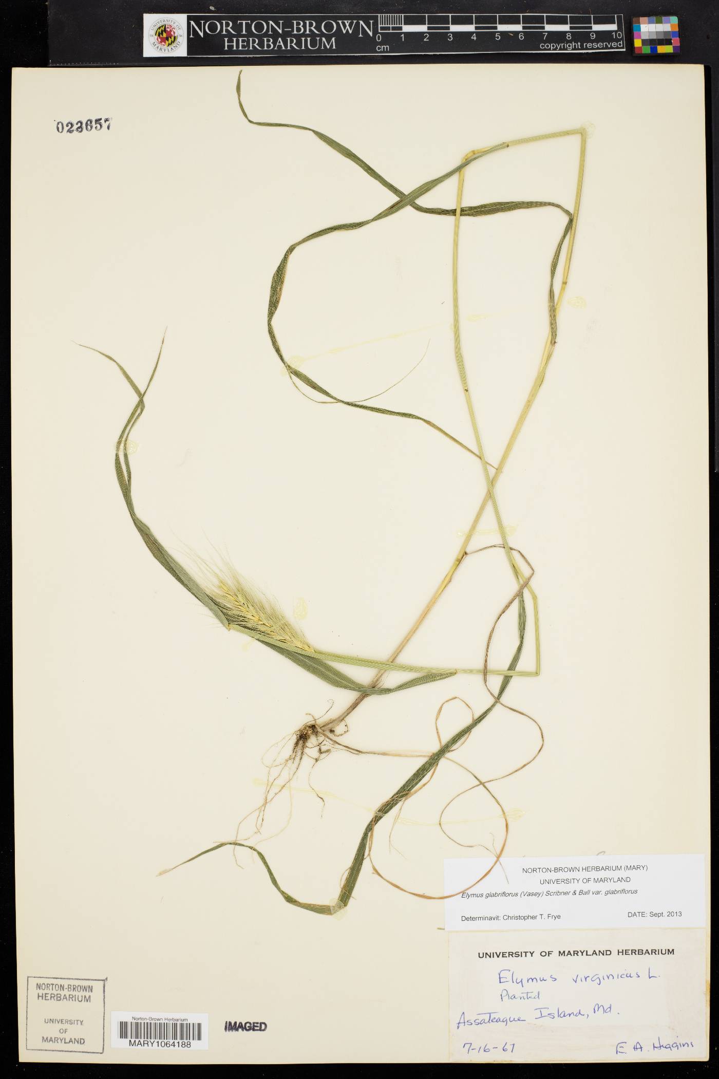 Elymus glabriflorus image