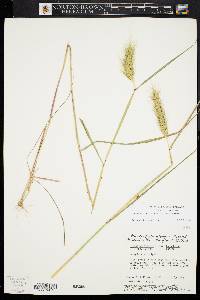 Elymus glabriflorus image