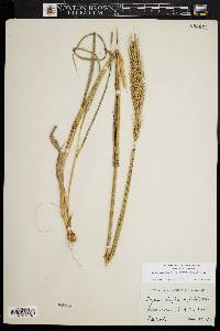 Elymus glabriflorus image