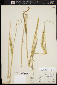 Elymus riparius image