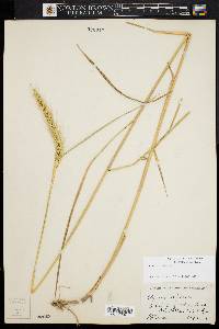 Elymus riparius image