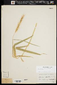 Elymus riparius image