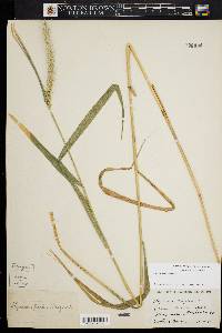 Elymus riparius image