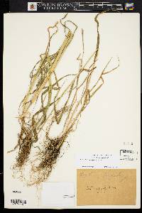 Elymus hystrix image