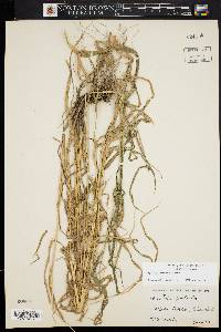 Elymus hystrix image