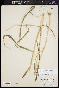 Elymus hystrix image