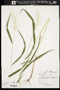 Elymus hystrix image