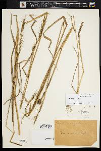 Elymus hystrix image