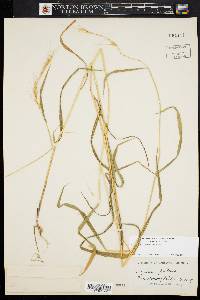 Elymus hystrix image