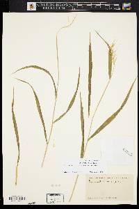 Elymus hystrix image