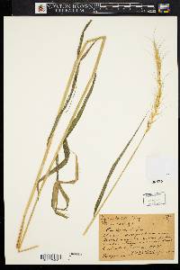 Elymus hystrix image