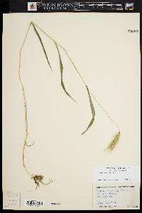 Elymus villosus image