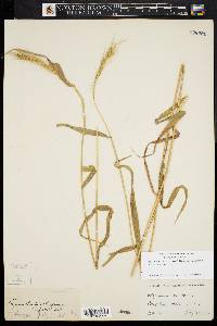 Elymus villosus var. arkansanus image