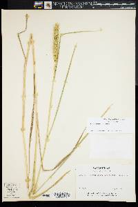 Elymus virginicus var. virginicus image