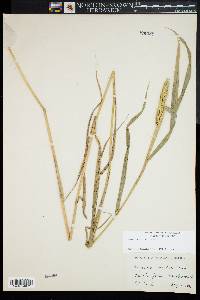 Elymus virginicus var. virginicus image