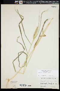 Image of Elymus hirsutiglumis