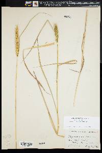 Elymus virginicus var. intermedius image