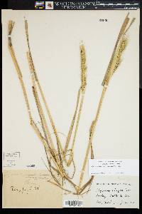 Elymus virginicus var. intermedius image