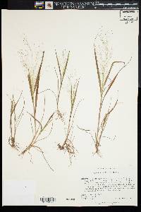 Eragrostis capillaris image