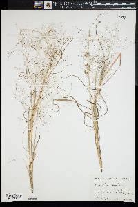 Eragrostis capillaris image